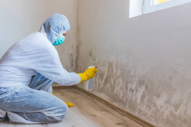 Licensed Mold Testing service in Oxford, MI - WQB Mold Removal