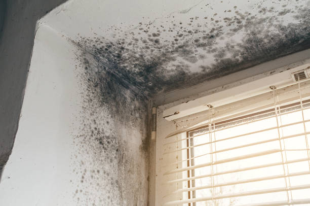Affordable Mold Testing solutions in Oxford, MI